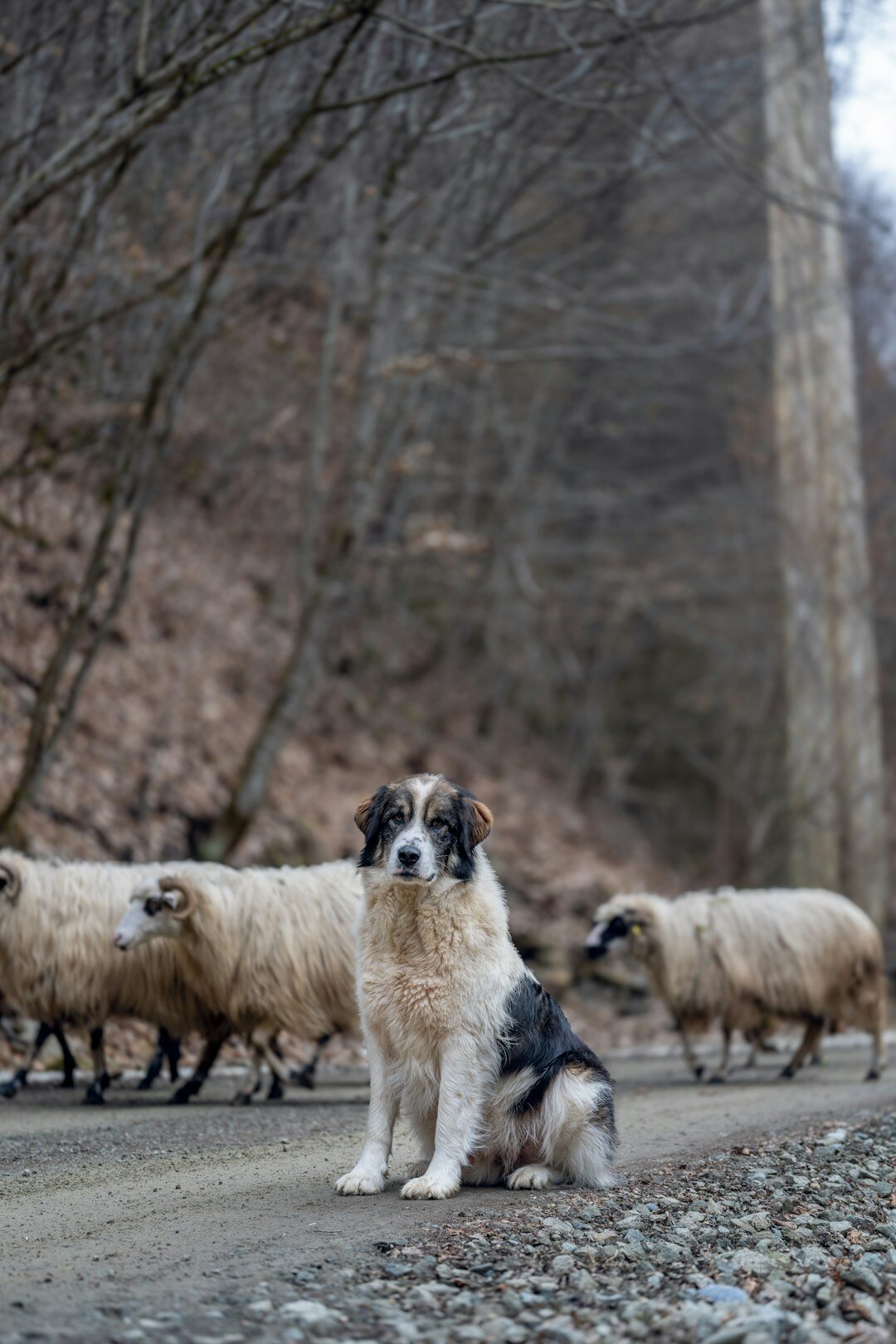 patagonian shepherd with flock