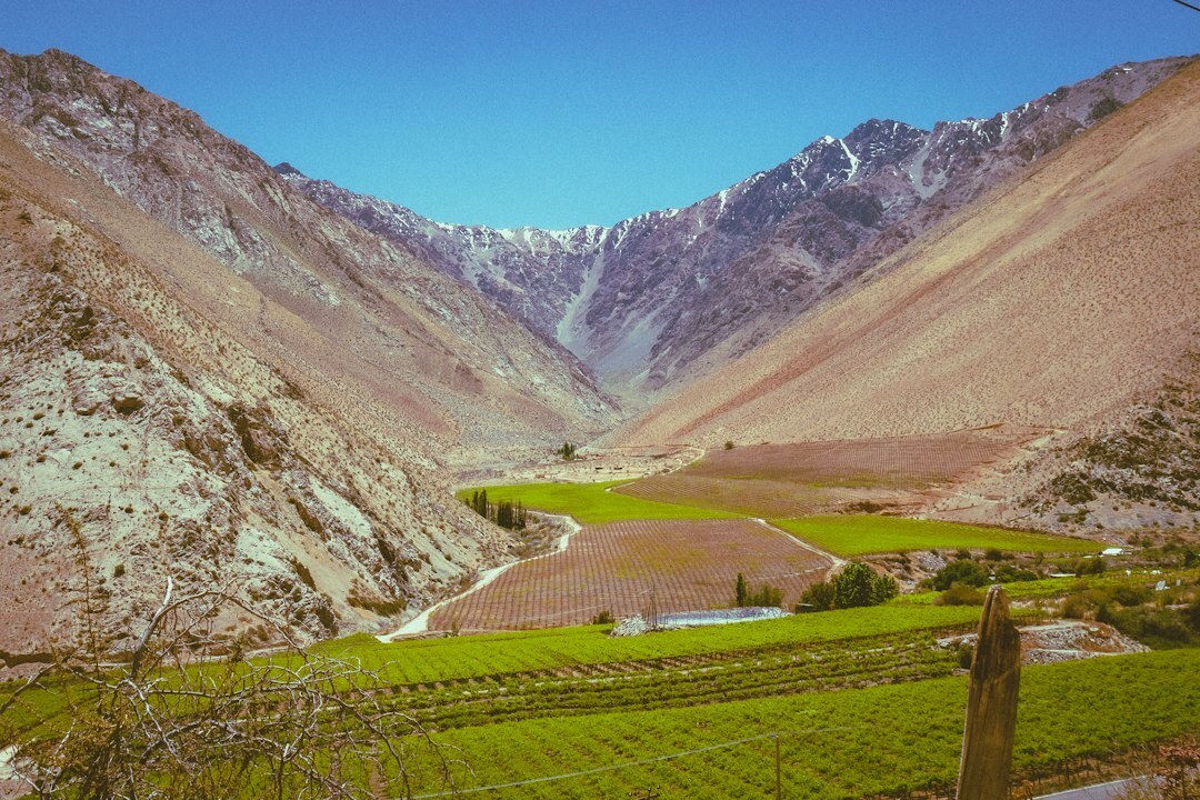 vineyard workers in chile