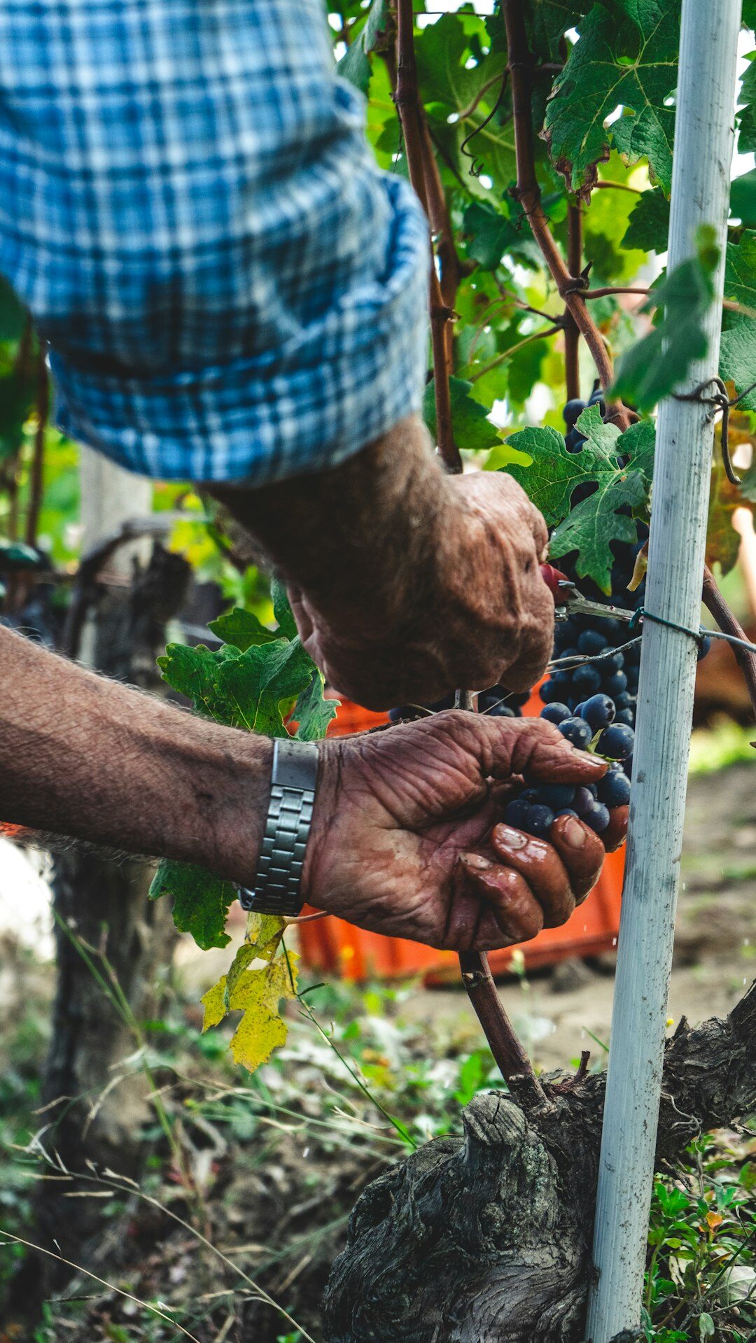 vineyard workers harvesting grapes