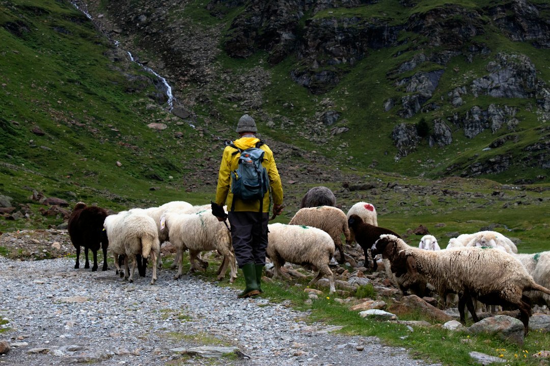shepherd walking in mountains
