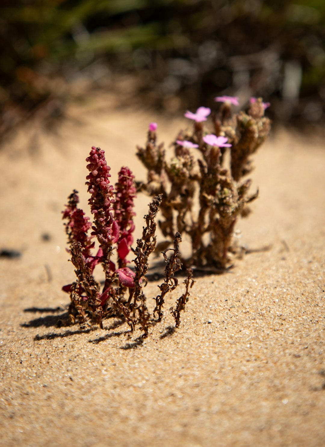 desert flora and fauna