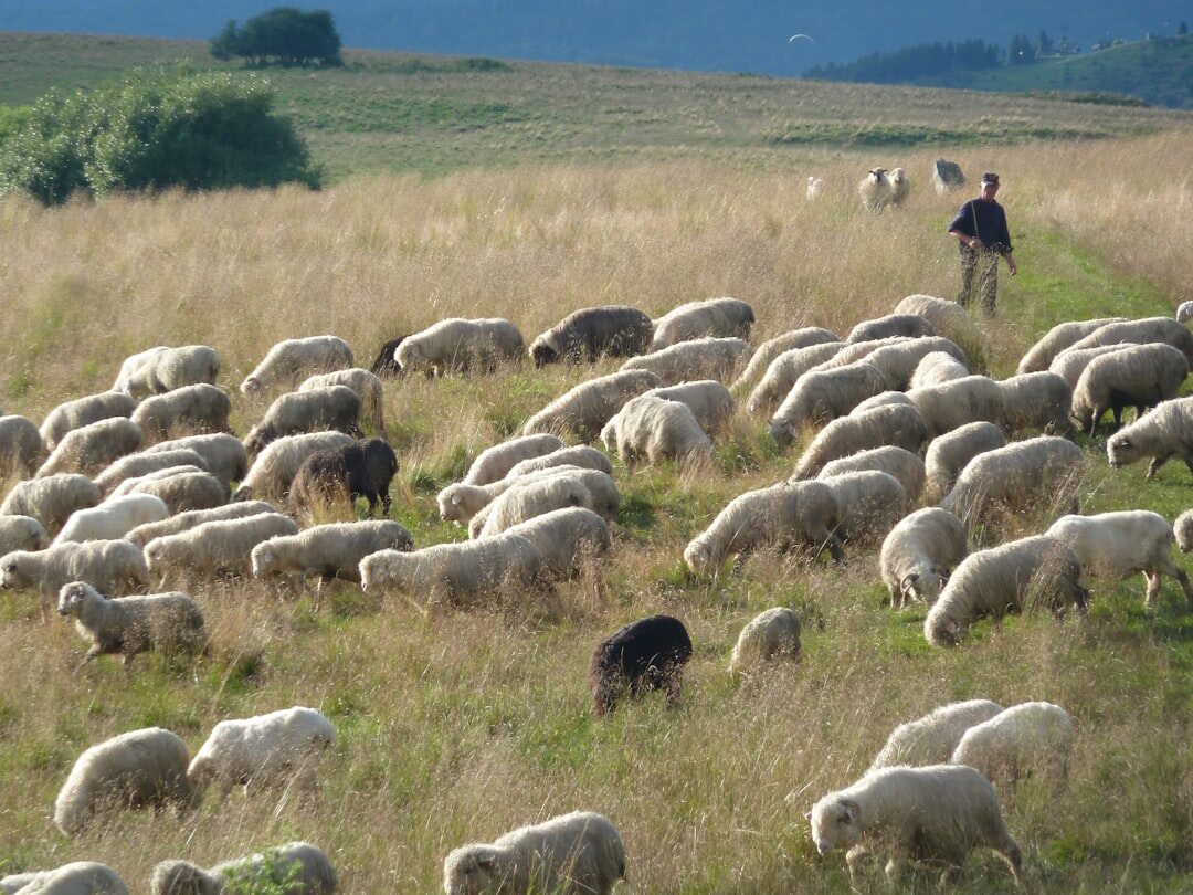 patagonian shepherd with sheep